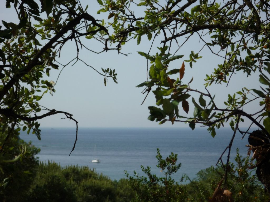 Vista do oceano entre galhos de árvores, com um barco ao longe.