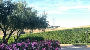 Un sendero pavimentado con borde de piedra, una fila de arbustos rosados en flor, y un fondo de setos verdes y una torre de líneas eléctricas.
