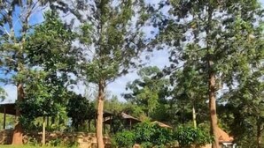 정원