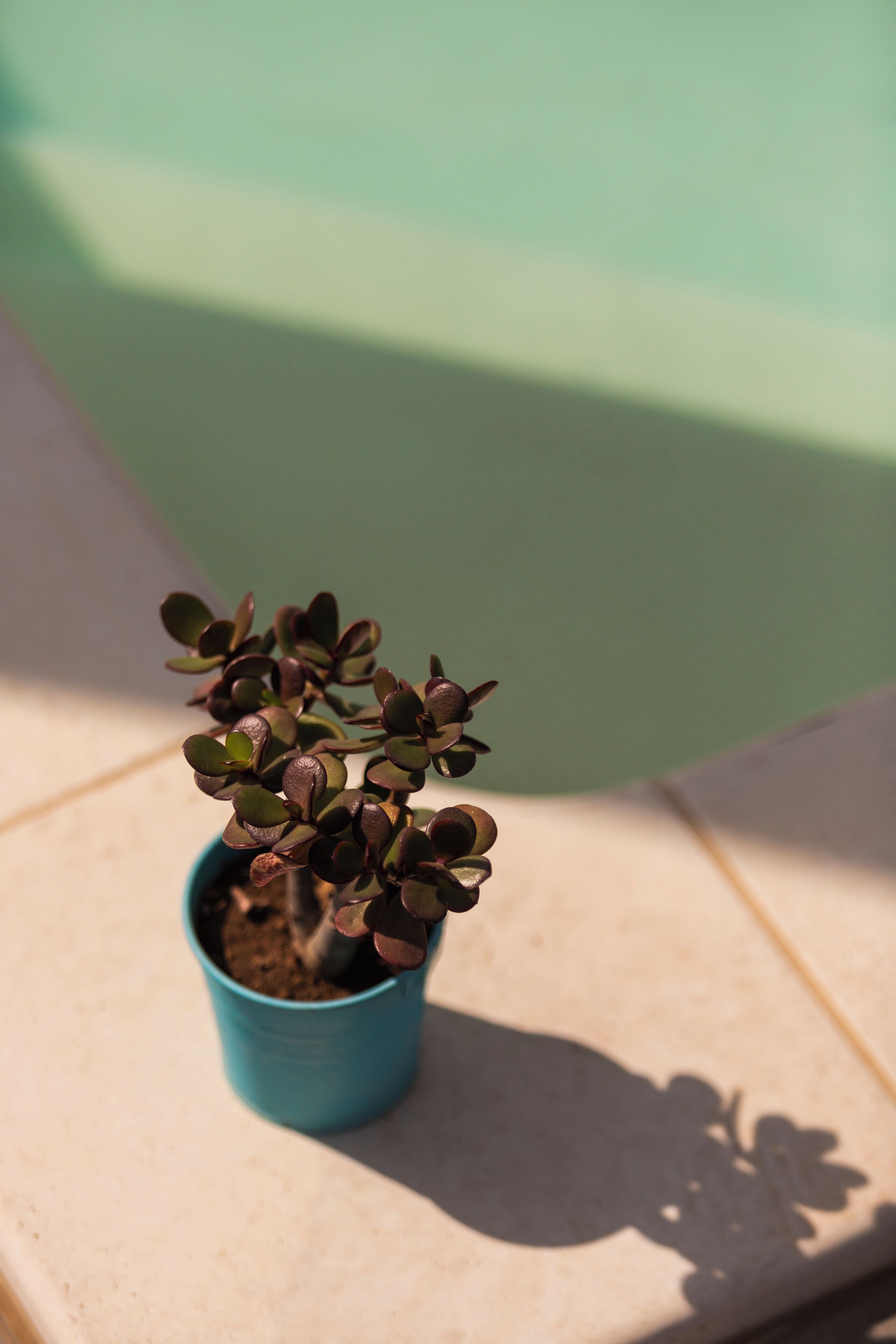 Une petite plante en pot aux feuilles vert foncé, posée sur une surface de couleur claire.