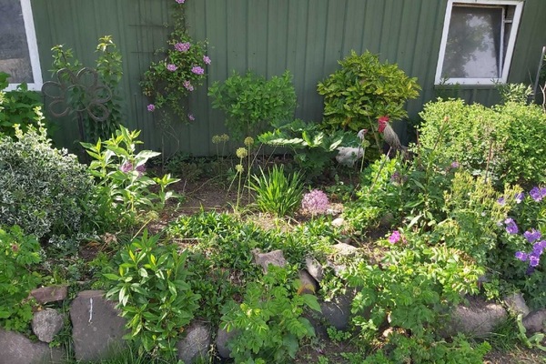 Hühner im Blumenbeet auf dem Ferienhof Truelsen