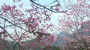 A garden with cherry blossoms, a wooden deck, and a small shed. - Shanlin Songjing Leisure Farm (Nanzhuang)