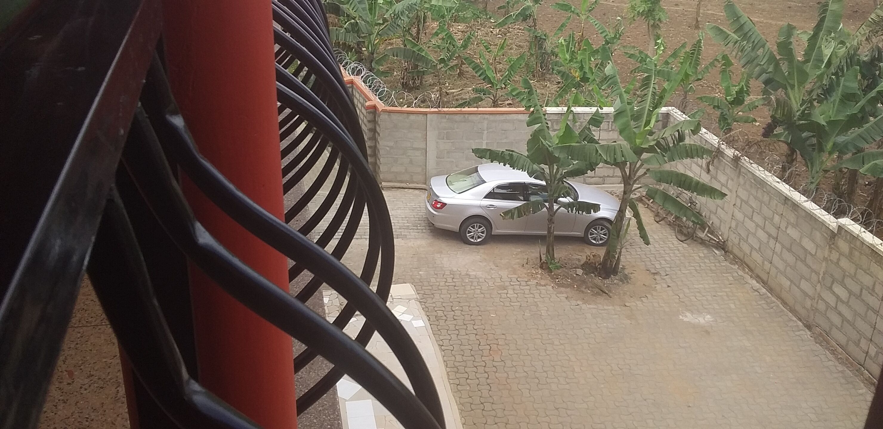 A paved area with a parked car and a small tree.