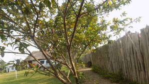A tree-lined path with a wooden fence and a white car parked in the background. - Sky Resort (Kitagata)