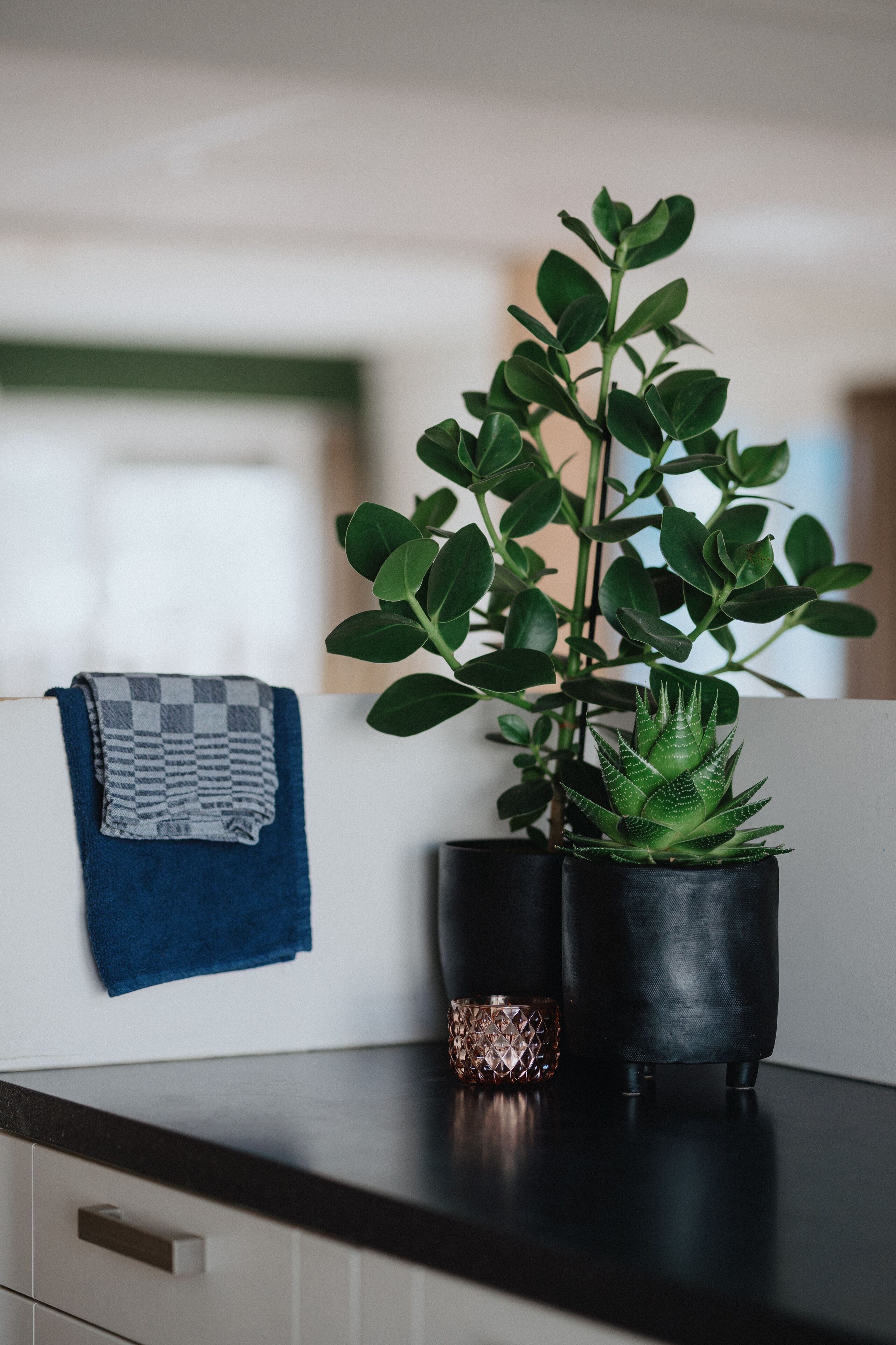 Una planta en test amb un gotsa penjant a la paret de la cuina.