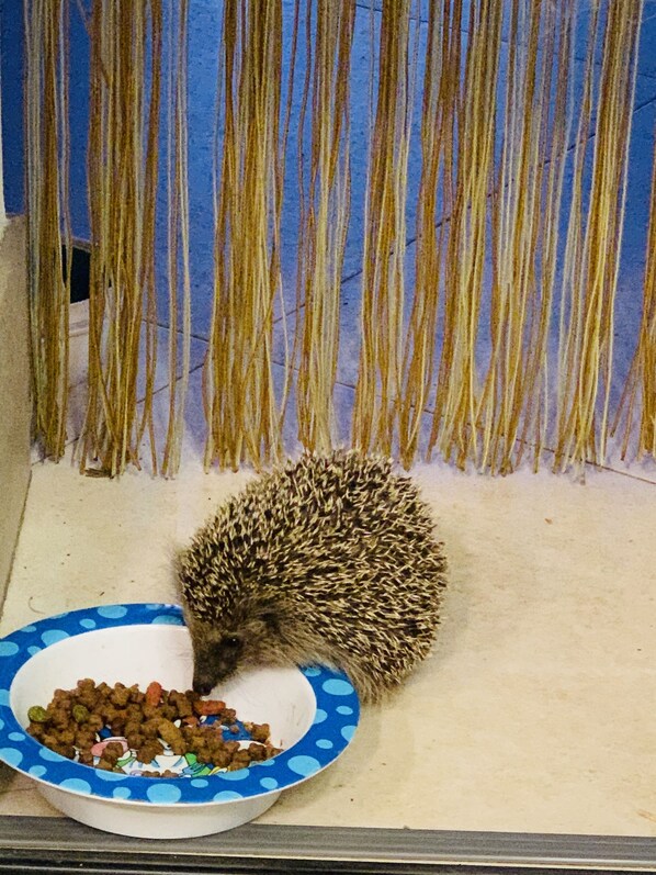 A hedgehog eating from a bowl on a tiled floor. - B&B Beauty House (Cesena)
