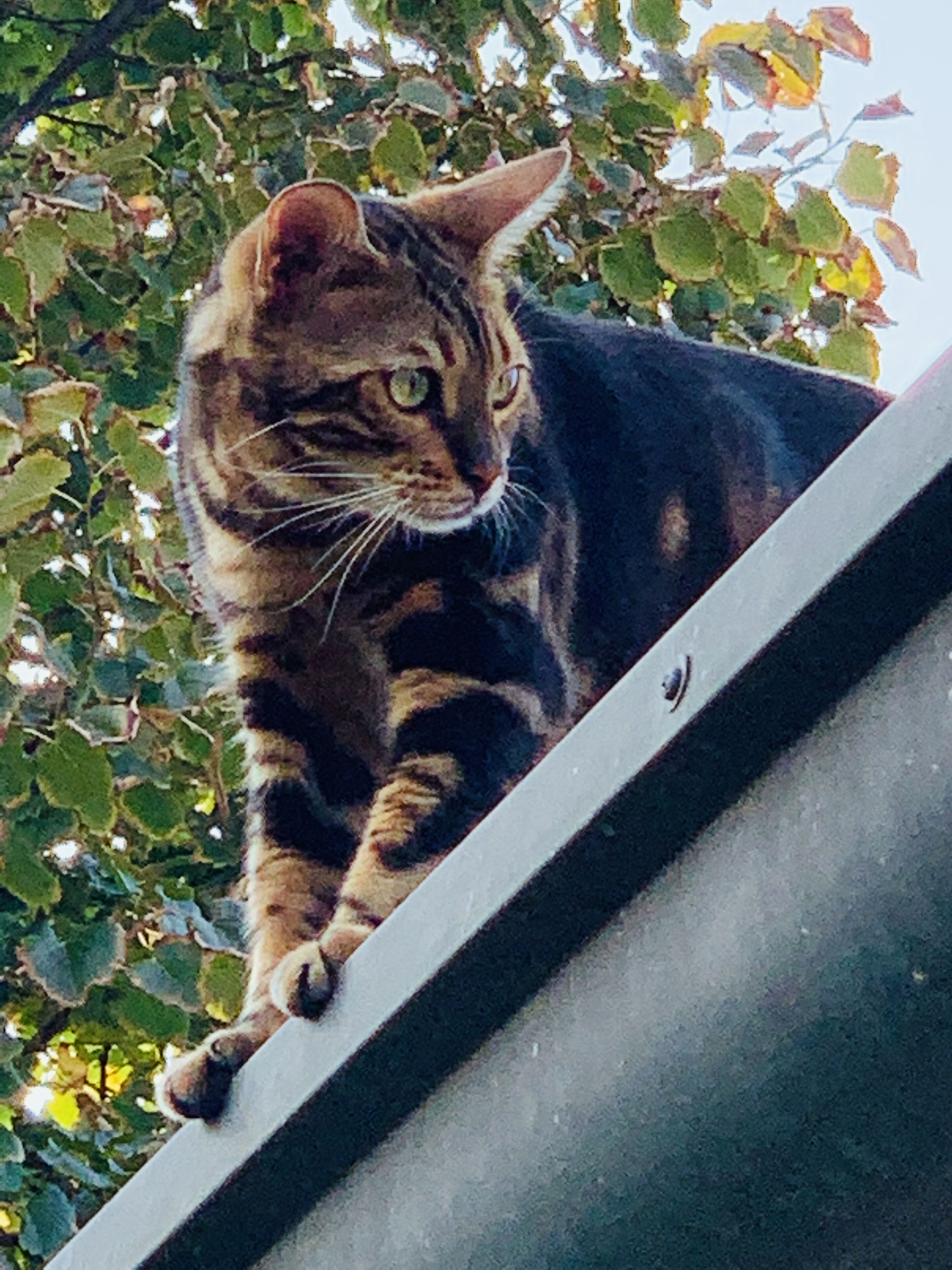 Een kat op een dak, met een achtergrond van groene bladeren.