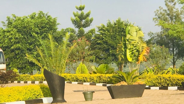 A landscaped area with various plants and trees, including a tall conifer and a large planter with a banana plant.