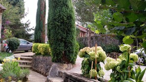 Un jardin avec un chemin de pierres, un grand conifère et diverses plantes.