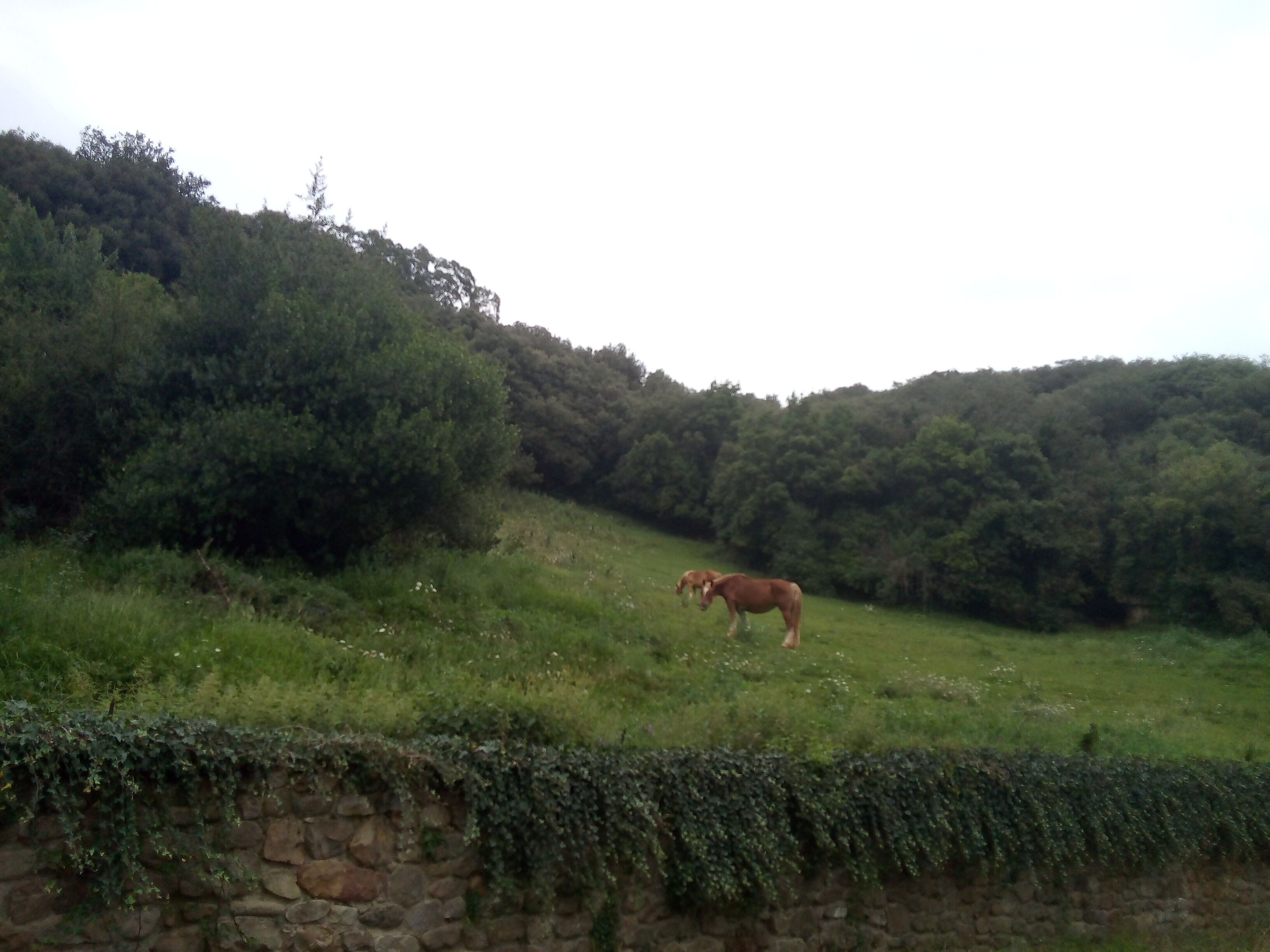 Un caballo pastando en un campo cubierto de hierba, con un muro de piedra y un bosque denso al fondo.