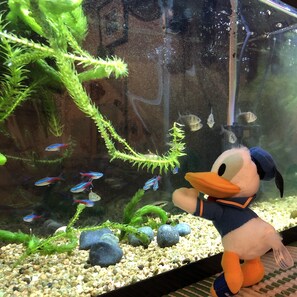A fish tank with various fish and aquatic plants, a plush duck toy, and a rocky substrate. - Guesthouse Shiawase Eki - Hostel (Fukuoka)