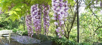 Flowering Orchard - Villa with park, vegetable garden and pool near Rome - Pet friendly