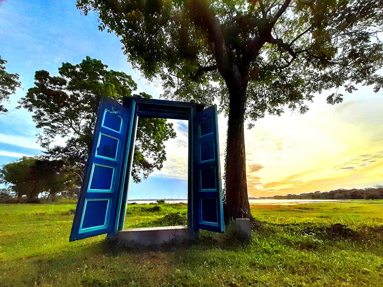 A tree with a blue door-like structure in a grassy field.