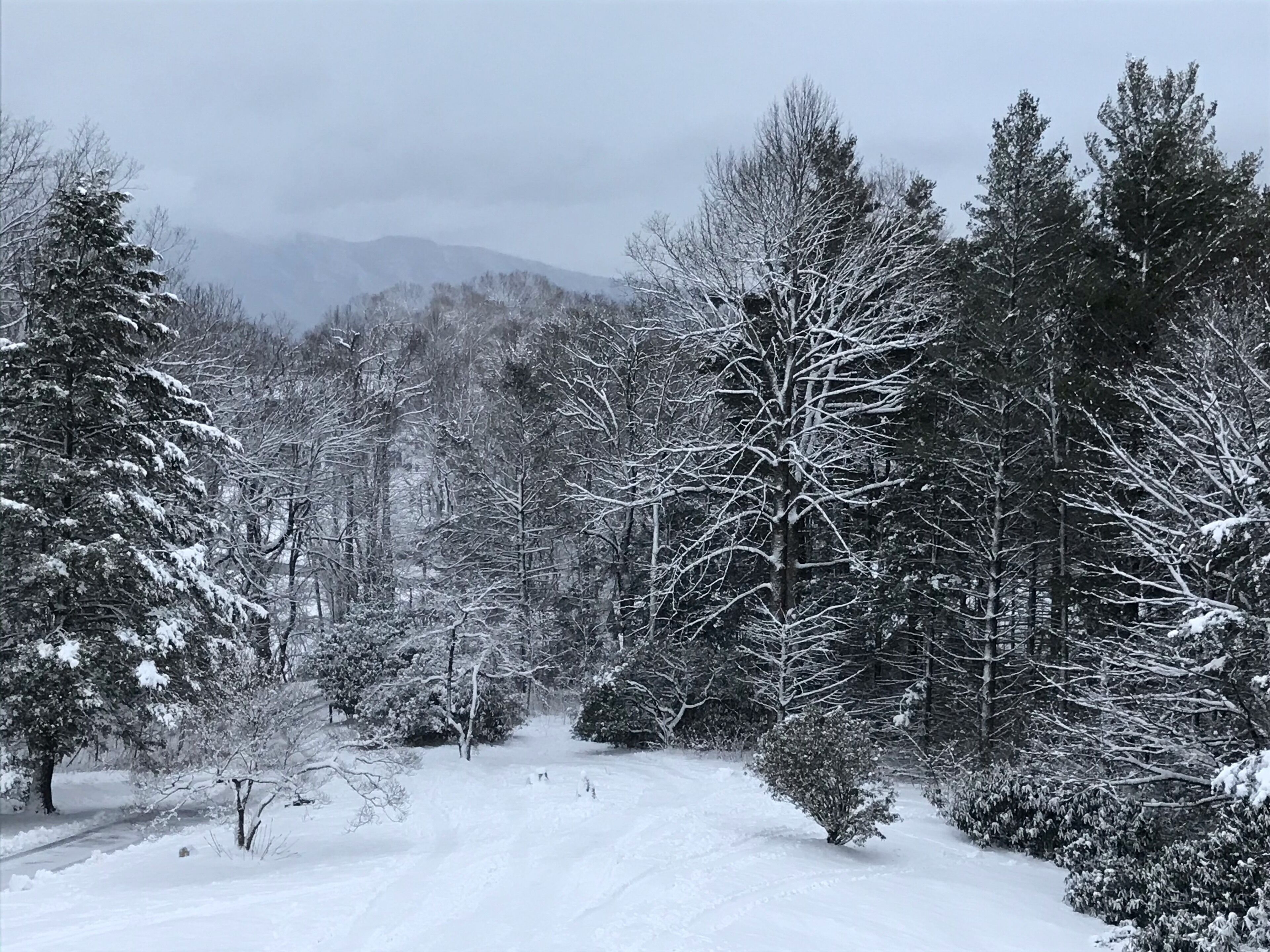 Un paisaje nevado de bosque con árboles frondosos y un sendero despejado.