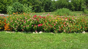 A garden with various flowers and green grass. - Unplug at cabin for 2 (Polk)