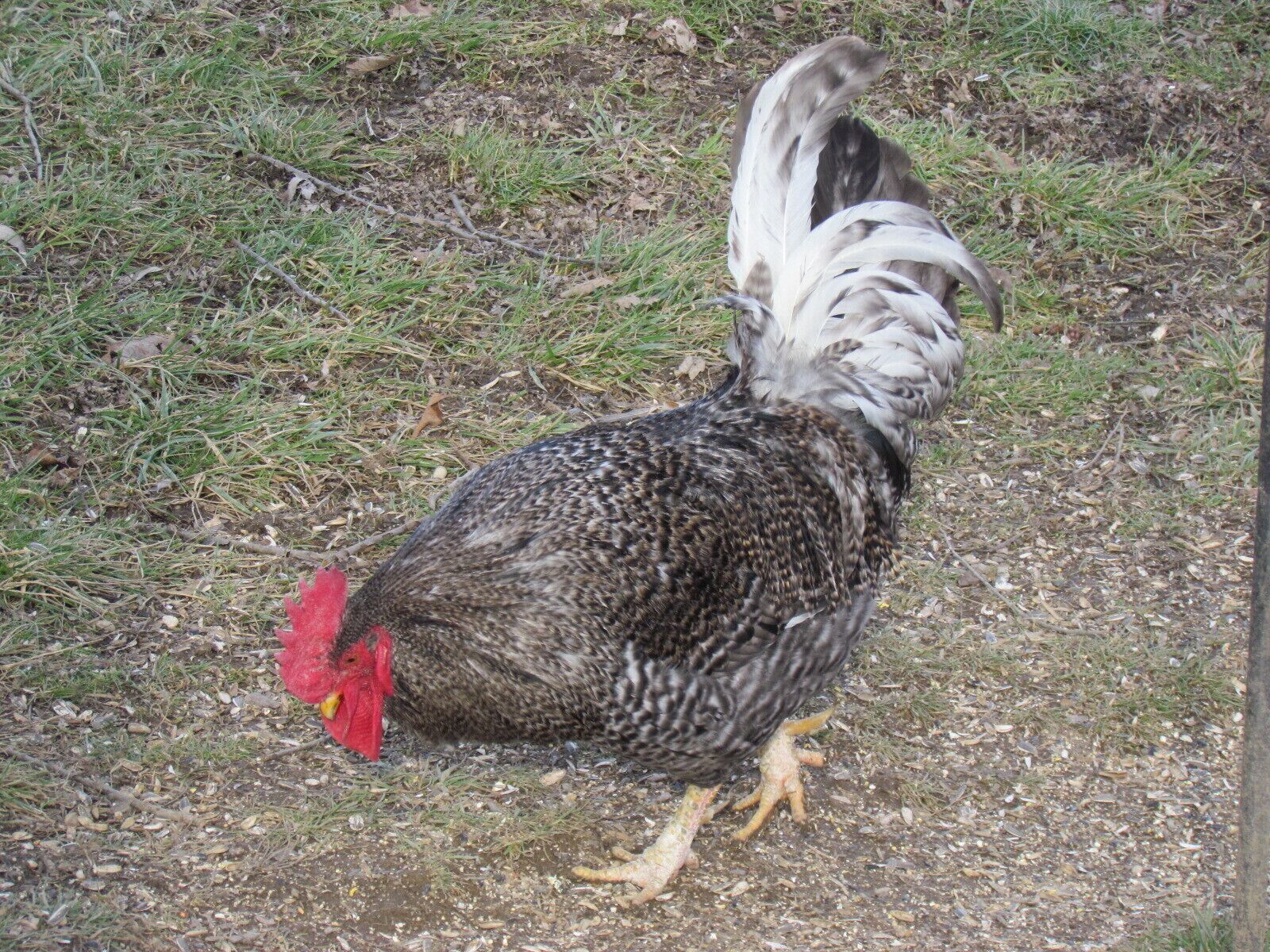 A rooster with a red comb and white tail feathers standing on a grassy ground.
