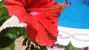 Outdoor pool, open 8:00 AM to 8:00 PM, free cabanas, pool umbrellas - Villas Los Ángeles (Acapulco)