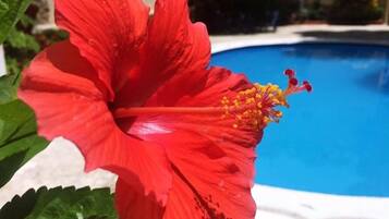 Outdoor pool, open 8:00 AM to 8:00 PM, free pool cabanas, pool umbrellas