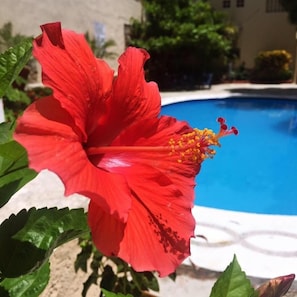 Outdoor pool, open 8:00 AM to 8:00 PM, free cabanas, pool umbrellas