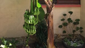 Property grounds - Villas Los Ángeles (Acapulco)