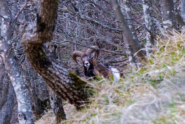 Un bélier aux grandes cornes recourbées, dans une zone boisée avec des arbres et des branches.