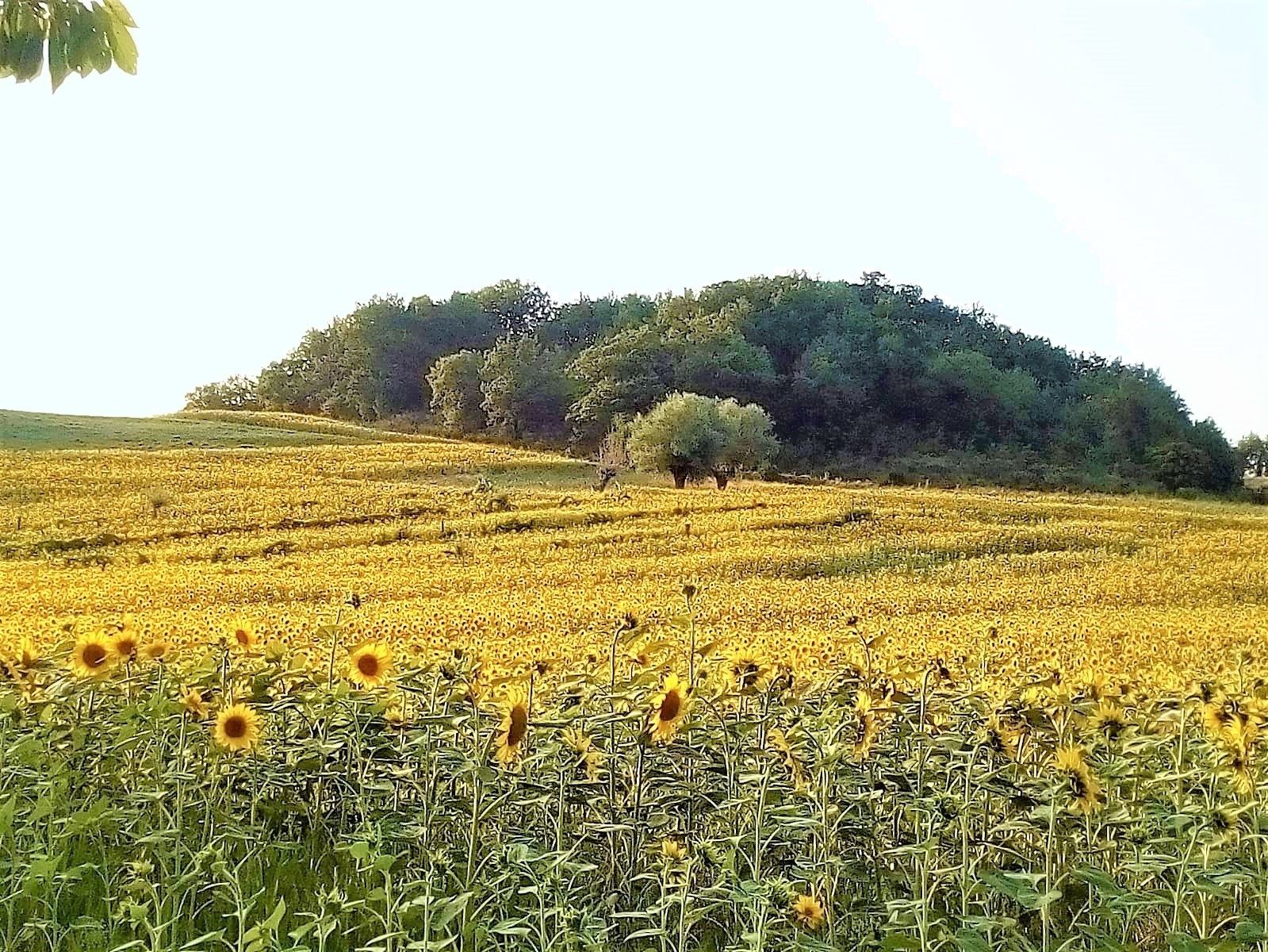 Un champ de tournesols avec une colline en arrière-plan.