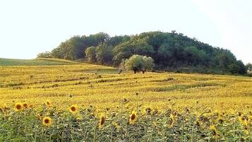 Un champ de tournesols avec une colline en arrière-plan.