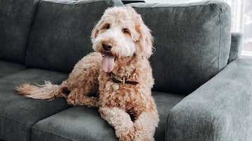A dog sitting on a grey sofa in a room with large windows.