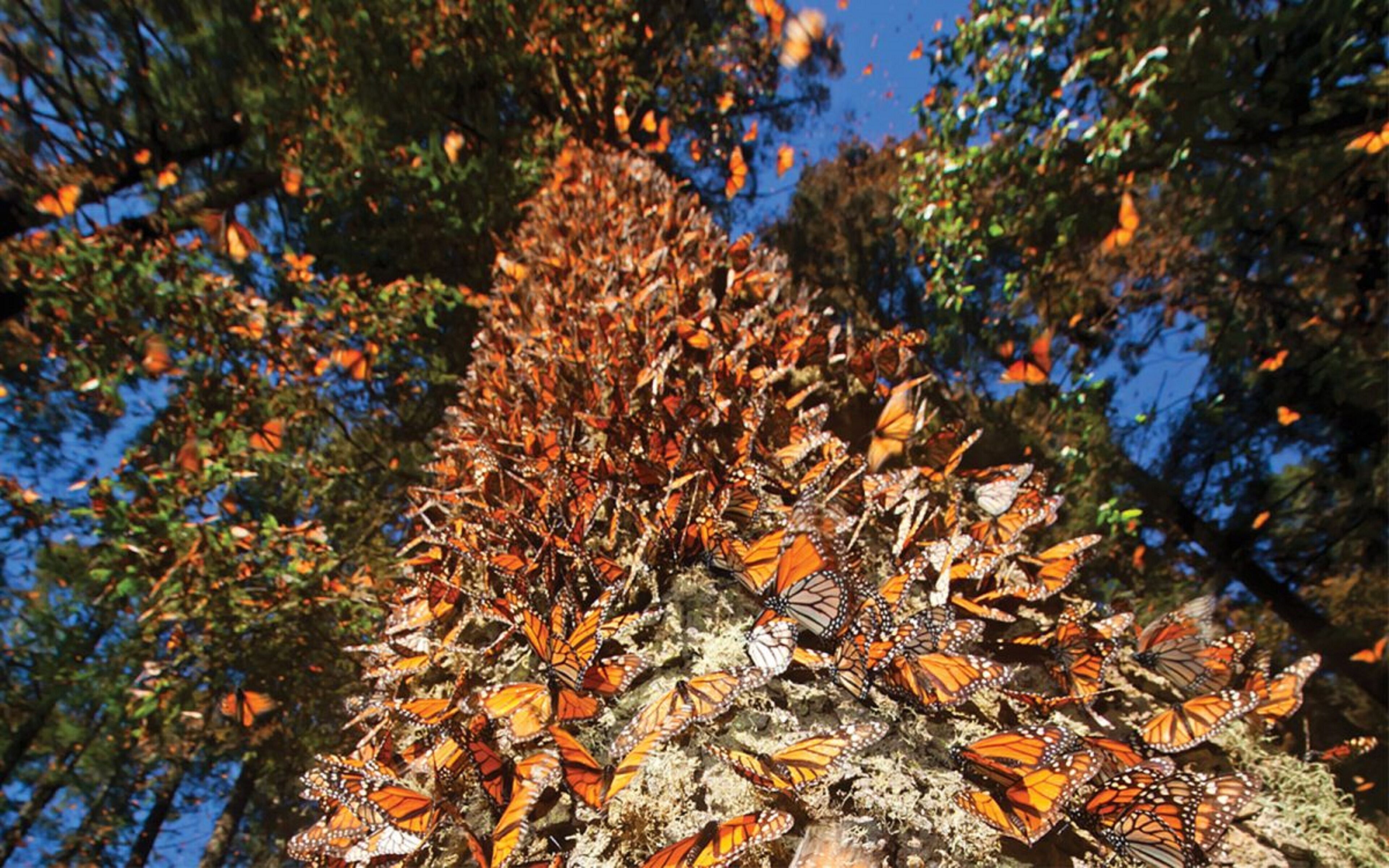 Un árbol con numerosas mariposas agolpadas en sus ramas.