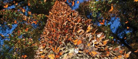 Un árbol con numerosas mariposas agolpadas en sus ramas.
