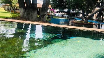 Una piscina cristalina con borde de azulejos, rodeada de árboles y un edificio con techo de tejas.