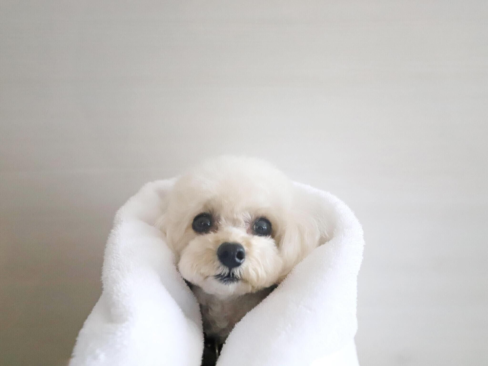A small white dog wrapped in a white blanket.