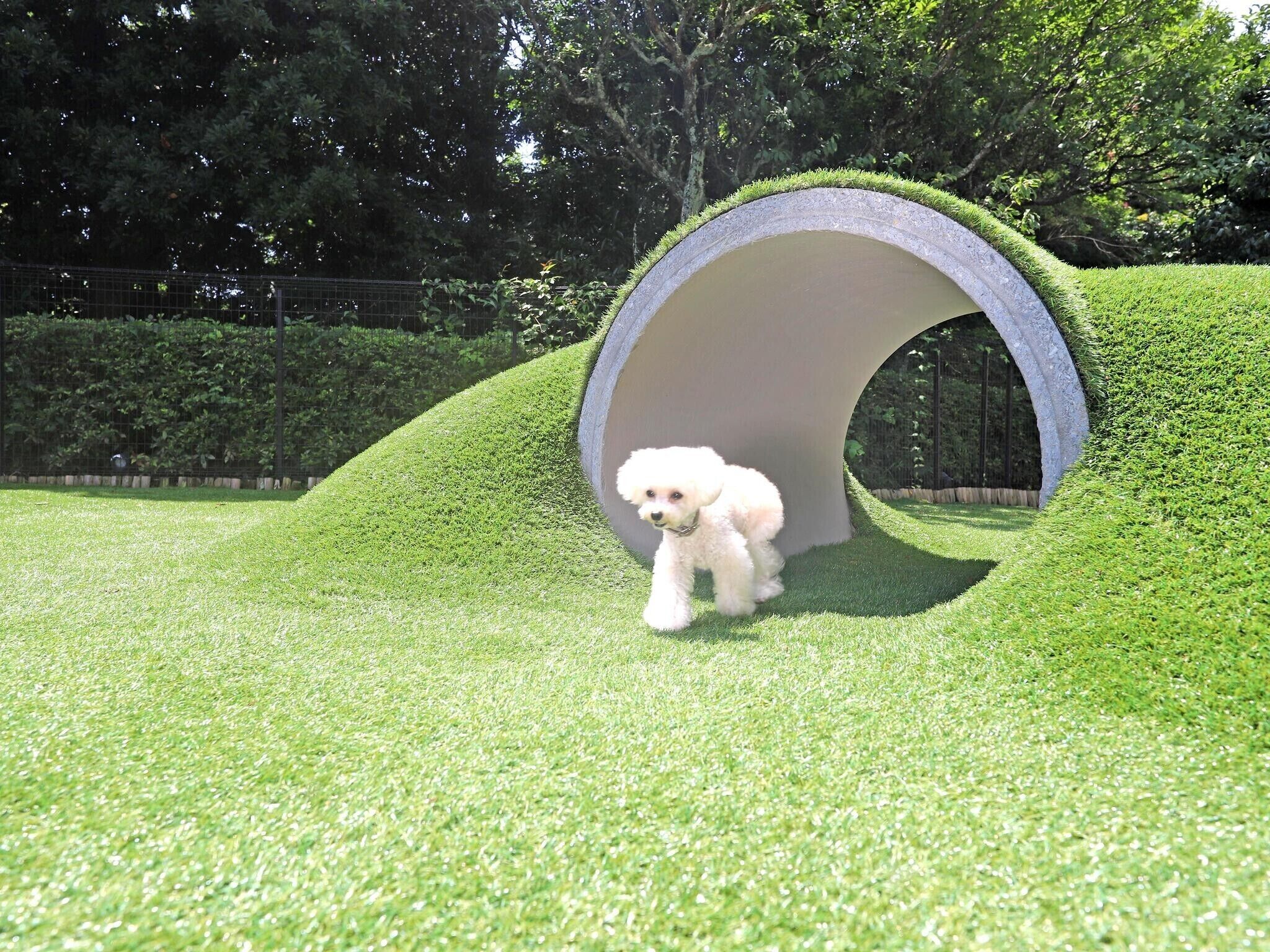 pet-friendly amenities