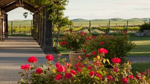 Un vignoble avec des rangées de vignes, une pergola en bois et un sentier qui traverse le vignoble.