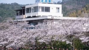 A modern building with a flat roof and a balcony, surrounded by cherry blossom trees. - Misasa Onsen Seiryusou (Misasa)