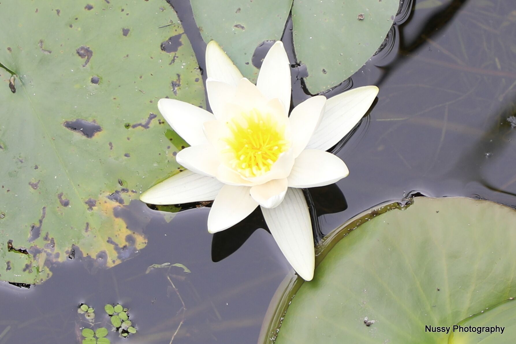 A white water lily with yellow center petals floating on a pond with green lily pads.