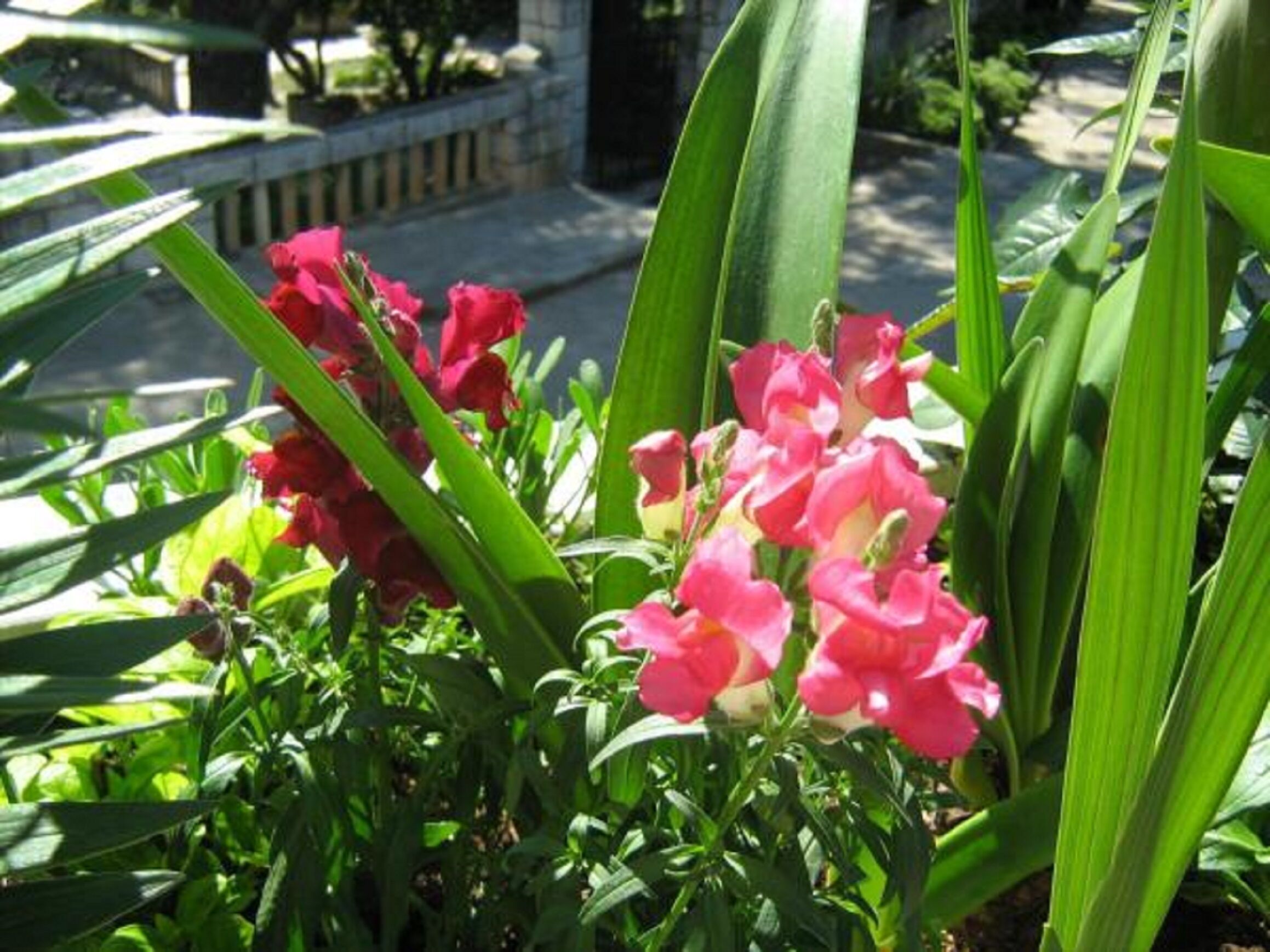 Foto - House Boninovo