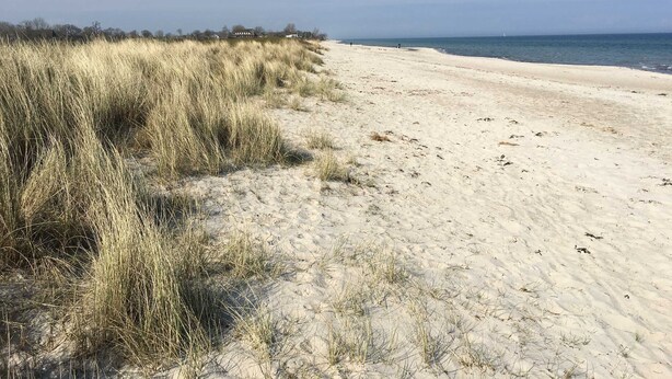 Une plage de sable avec de hautes herbes sur la gauche et un ciel dégagé.