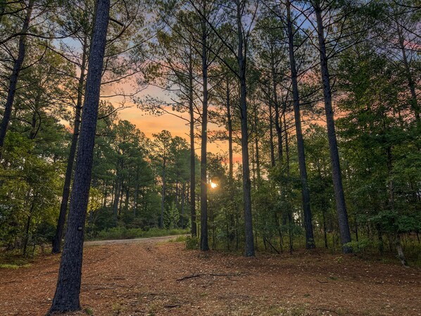 Un bosque con árboles altos y un sendero de tierra.