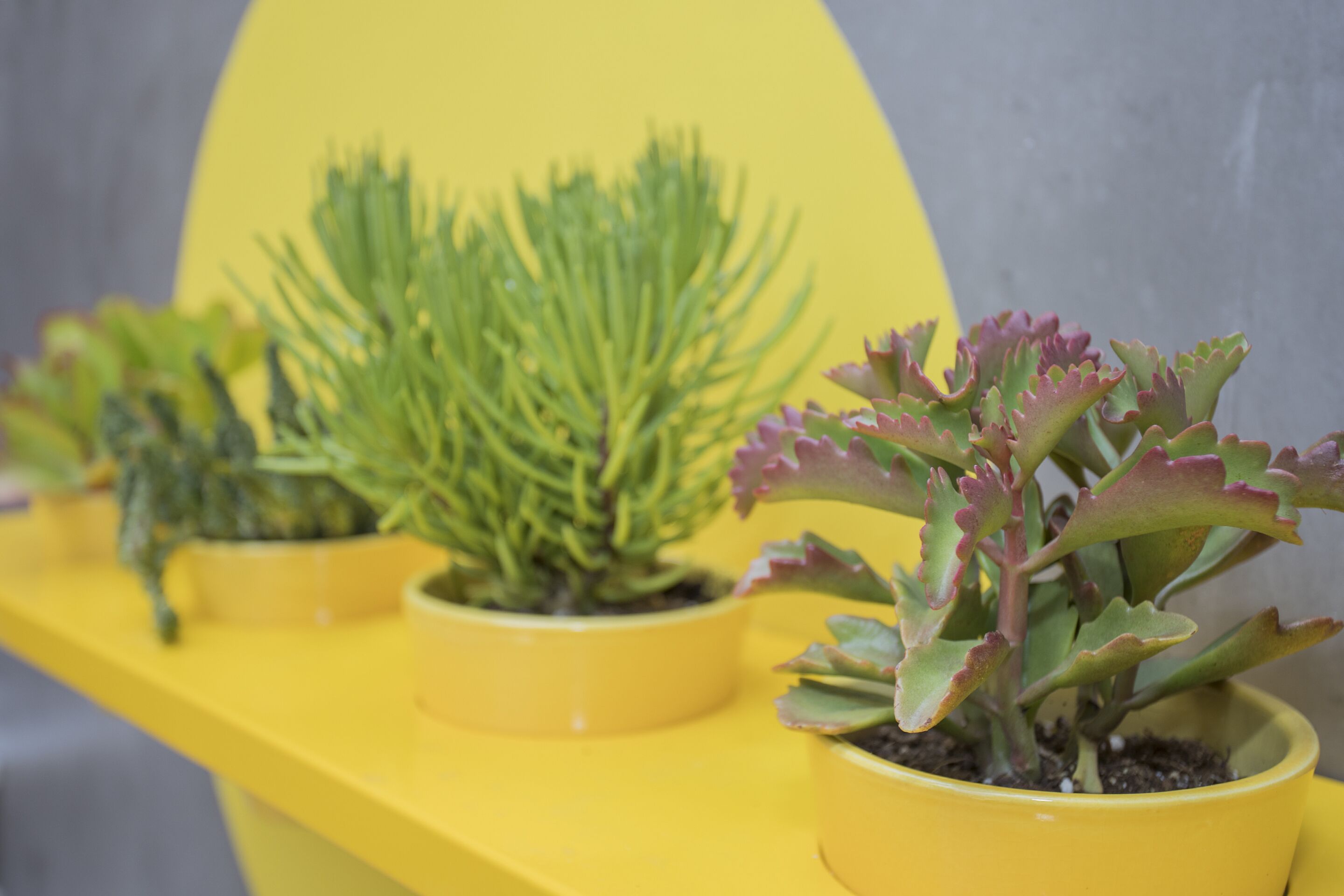 Trois plantes en pot sur une étagère jaune.