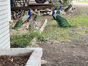 Property grounds - The Peahen House - 2 to 10 guests (San Antonio)