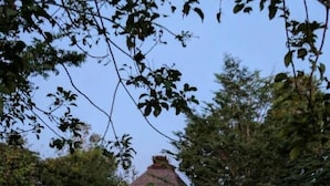 A thatched-roof house with a grassy yard and trees. - Kilindoni Sea View Bungalows (Mafia Island)