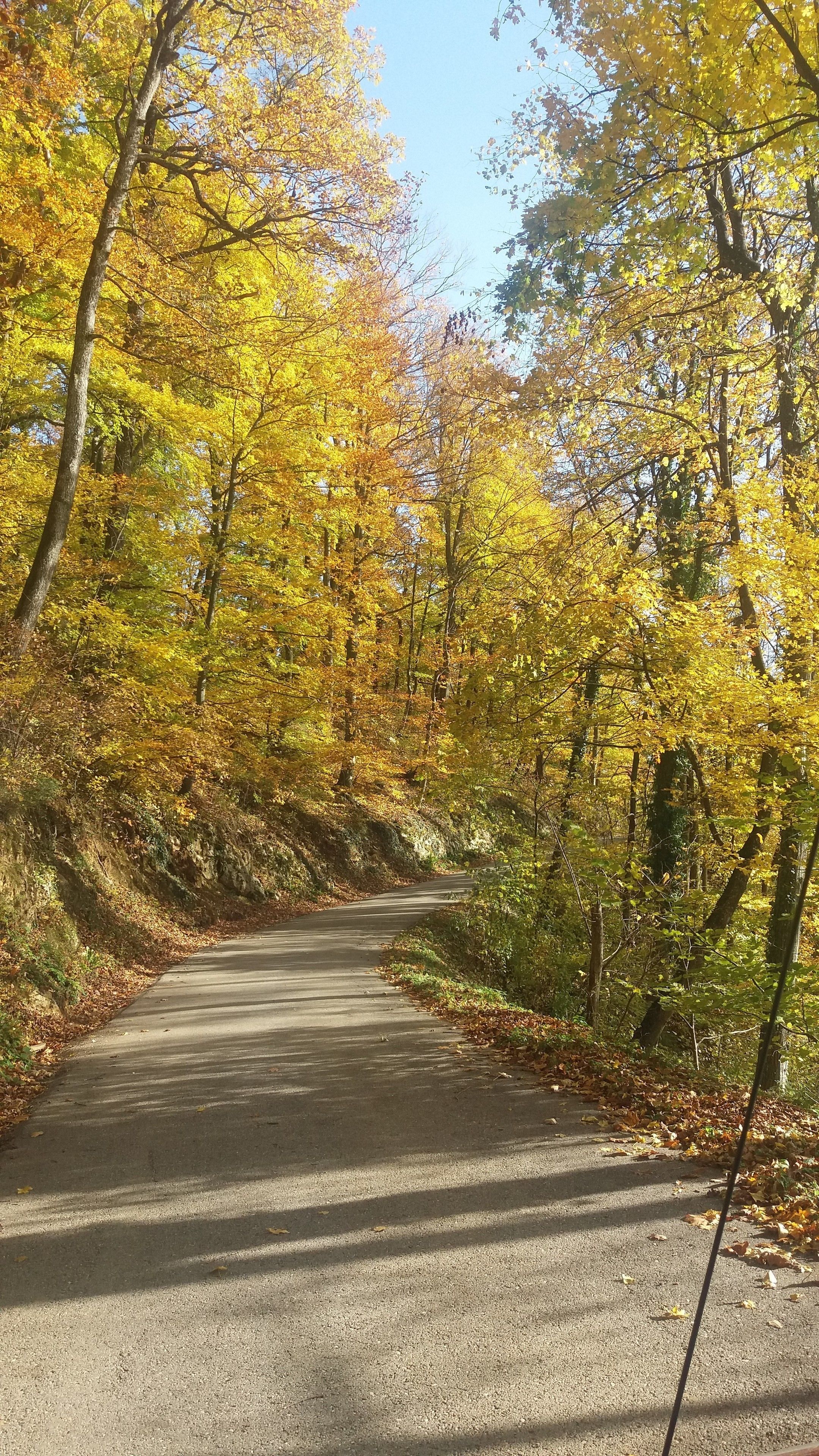 A paved road winding through a forest with yellow foliage.
