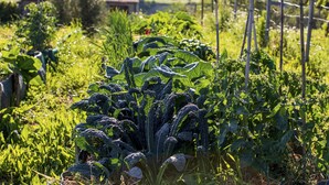 A garden with various plants and a rustic fence. - Farmhouse in the Tuscan countryside (Semproniano)