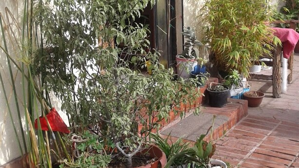 A variety of potted plants arranged along a brick pathway outside a building. - Habitaciones Florencia La Serena (La Serena)