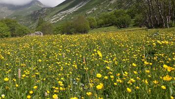 A field of yellow flowers with a mountain in the background.