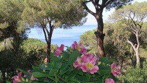 Un paysage côtier avec des arbres et des fleurs roses au premier plan.