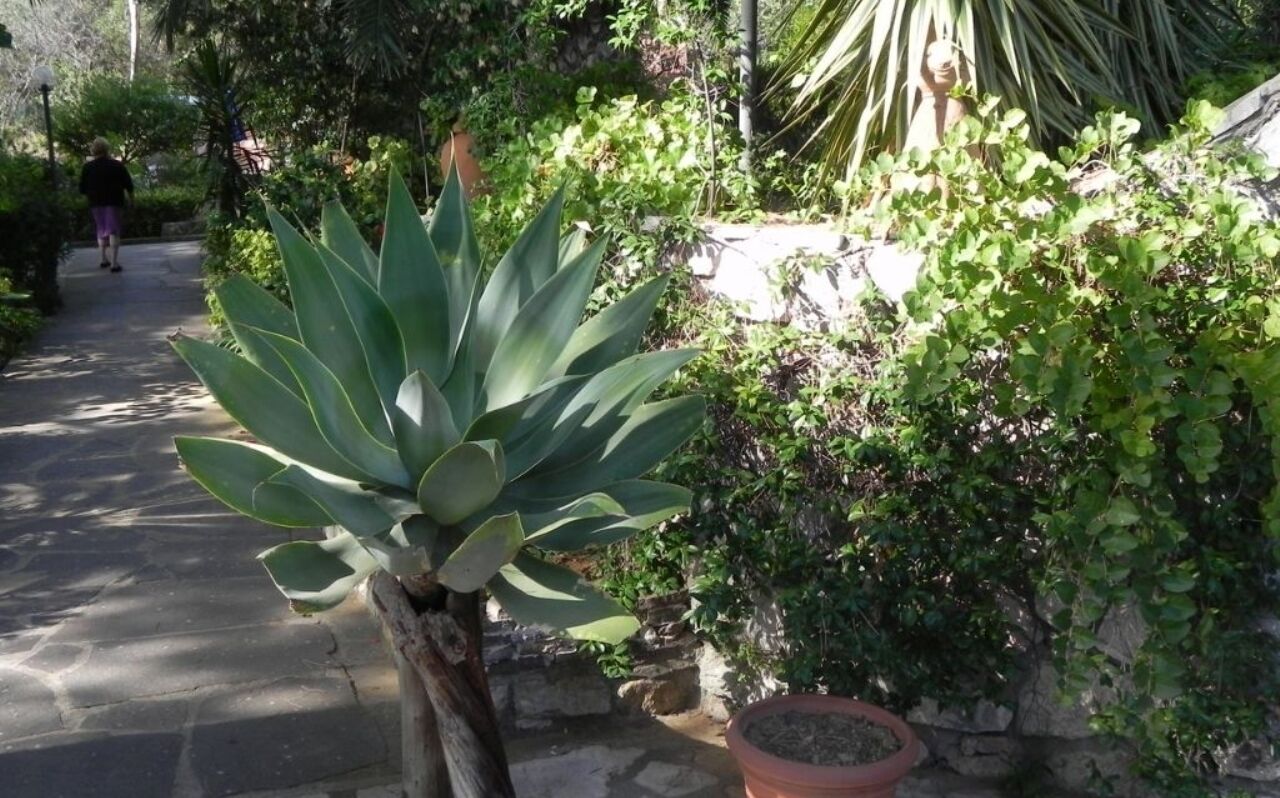 Een tuinpad met een grote agaveplant, een stenen muur en een plant in pot.