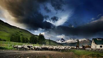A rural landscape with a flock of sheep and horses near a house with a green roof.