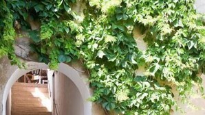A stone staircase leading to an interior space, surrounded by lush green vines. - Montestigliano, an authentic farmhouse in the heart of Tuscany, is an oasis of peace and beauty that offers its guests refined residences and an enchanting view (Rosia - Sovicille)